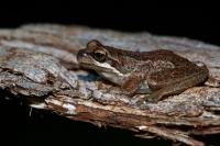 Rosnice Ewingova - Litoria ewingi - Southern Brown Tree Frog o0039